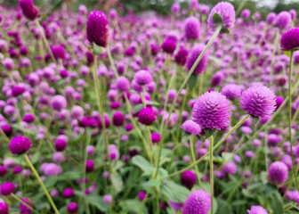 Fototapeta premium The Beautiful purple Globe Amaranth or Bachelor Button in the flowers garden.