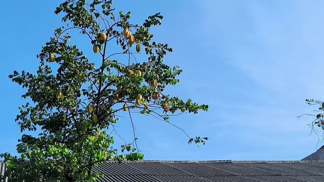 A static shot of a starfruit tree heavy with fruit, set against a blue sky