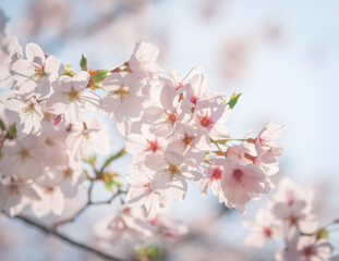Naklejka premium Cherry Blossom Branch in Full Bloom Against Soft Blue Sky, Spring Japan