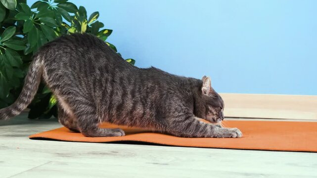 domestic tabby cat sharpening its claws on a training mat, cat spoiling yoga mat