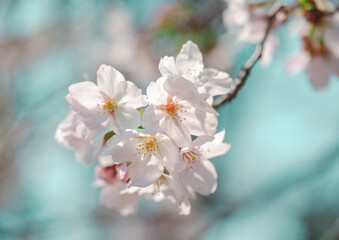Fototapeta premium Cherry Blossom Branch in Full Bloom Against Soft Blue Sky, Spring Japan
