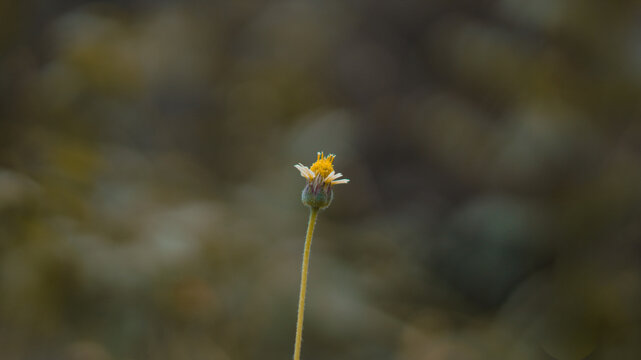 This image features a very focused macro shot of a single small wildflower (likely a Tridax procumbens) standing upright in the middle of a
