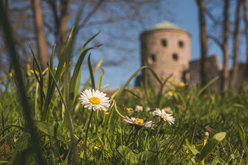 Common daisy Bellis perennis blooming in grass with historic stone tower at spring meadow. © Trygve