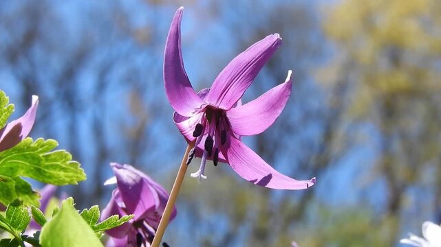 【4K】早春の妖精：木漏れ日に咲く可憐なピンク色のカタクリ。生命の息吹を感じる野草の風景素材　[4K] Spring Ephemeral: Delicate Pink Katakuri (Dogtooth Violet) Blooming in Early Spring Sunshine 撮影日：20260425-12