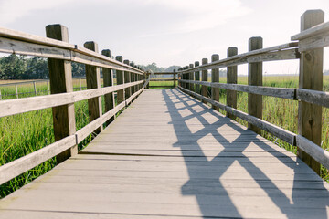Obraz premium Boardwalk Leading Into Marsh wetland