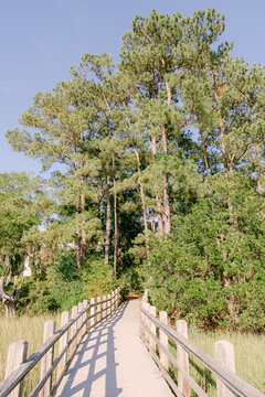 Wooden boardwalk leading through lush green trees