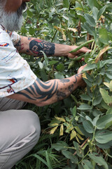 Naklejka premium Man harvesting fava beans embracing slow living and gardening