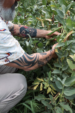 Man harvesting fava beans embracing slow living and gardening