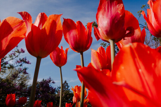 Below the red orange tulip field in park