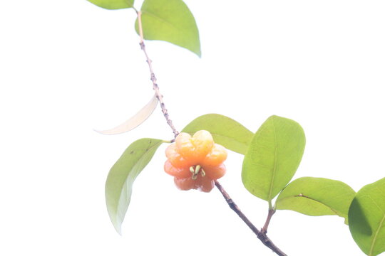 Surinam Cherry, Eugenia uniflora is a flowering and fruit plant
