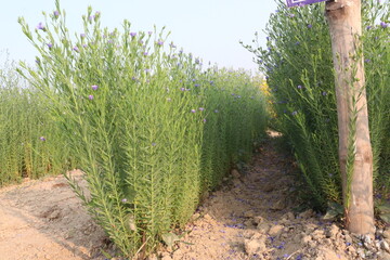 Fototapeta premium linum usitatissimum, brown flax plant on farm