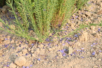 Fototapeta premium linum usitatissimum, brown flax plant on farm