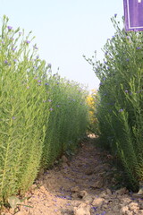 Fototapeta premium linum usitatissimum, brown flax plant on farm