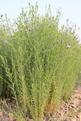 Fototapeta premium linum usitatissimum, brown flax plant on farm
