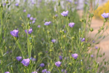 Fototapeta premium linum usitatissimum, brown flax plant on farm