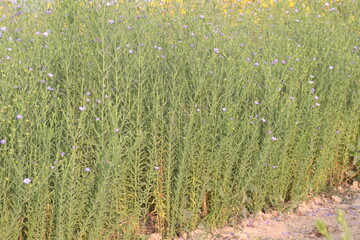 Fototapeta premium linum usitatissimum, brown flax plant on farm