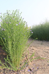 Fototapeta premium linum usitatissimum, brown flax plant on farm