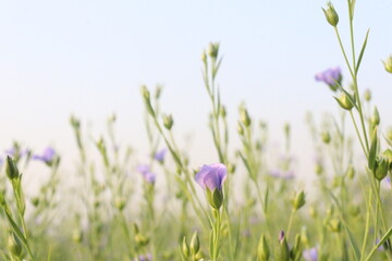 Fototapeta premium linum usitatissimum, brown flax plant on farm