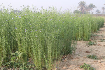 Fototapeta premium linum usitatissimum, brown flax plant on farm