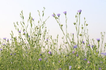Fototapeta premium linum usitatissimum, brown flax plant on farm