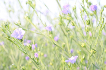 Fototapeta premium linum usitatissimum, brown flax plant on farm