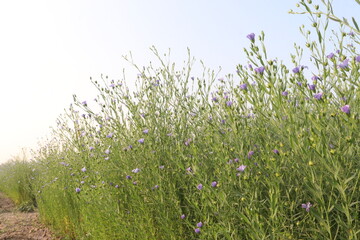Fototapeta premium linum usitatissimum, brown flax plant on farm