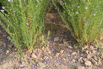 Fototapeta premium linum usitatissimum, brown flax plant on farm