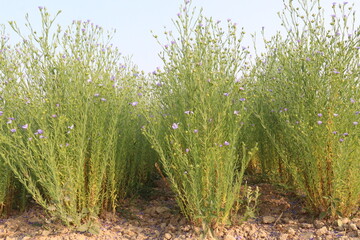 Fototapeta premium linum usitatissimum, brown flax plant on farm