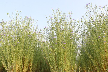 Fototapeta premium linum usitatissimum, brown flax plant on farm
