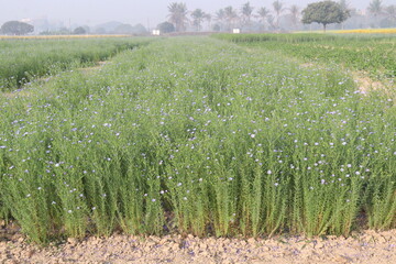 Fototapeta premium linum usitatissimum, brown flax plant on farm