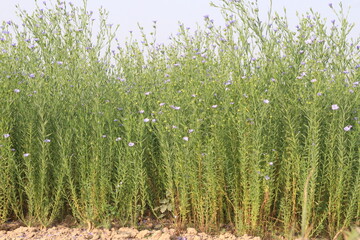 Fototapeta premium linum usitatissimum, brown flax plant on farm