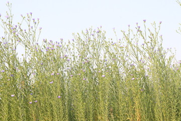 Fototapeta premium linum usitatissimum, brown flax plant on farm
