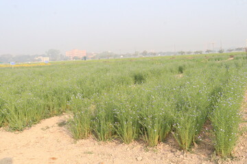 Fototapeta premium linum usitatissimum, brown flax plant on farm