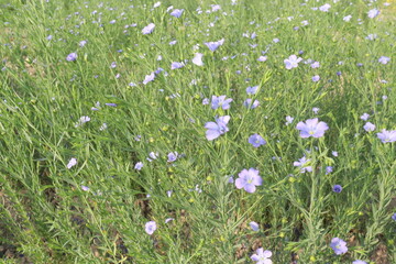 Fototapeta premium linum usitatissimum, brown flax plant on farm