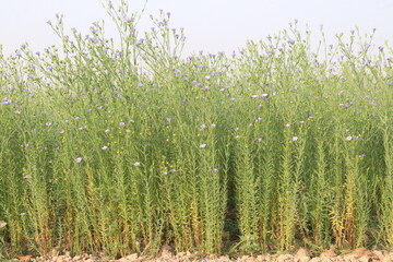Fototapeta premium linum usitatissimum, brown flax plant on farm