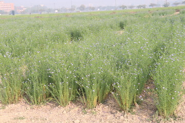 Fototapeta premium linum usitatissimum, brown flax plant on farm