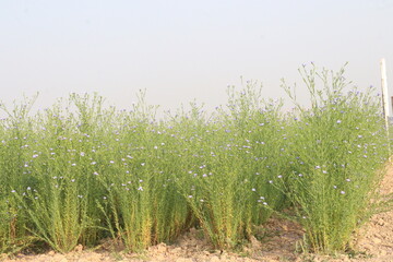 Fototapeta premium linum usitatissimum, brown flax plant on farm
