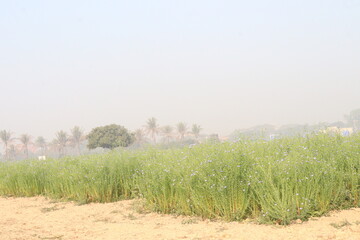 Fototapeta premium linum usitatissimum, brown flax plant on farm