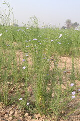 Fototapeta premium linum usitatissimum, brown flax plant on farm