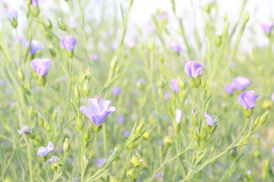 linum usitatissimum, brown flax plant on farm