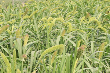Fototapeta premium Foxtail millet, scientific name Setaria italica plant on farm