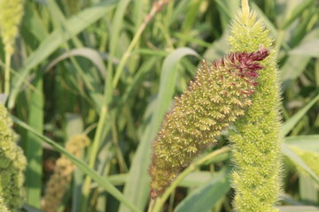Fototapeta premium Foxtail millet, scientific name Setaria italica plant on farm