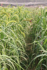 Fototapeta premium Foxtail millet, scientific name Setaria italica plant on farm