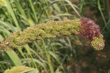 Fototapeta premium Foxtail millet, scientific name Setaria italica plant on farm