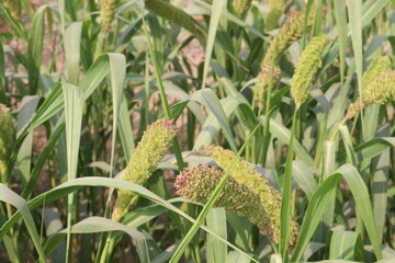 Fototapeta premium Foxtail millet, scientific name Setaria italica plant on farm