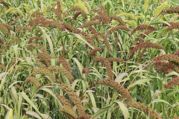 Fototapeta premium Foxtail millet, scientific name Setaria italica plant on farm