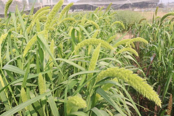 Fototapeta premium Foxtail millet, scientific name Setaria italica plant on farm