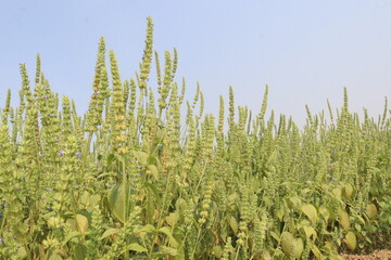 chia, Salvia hispanica plant on farm for harvest
