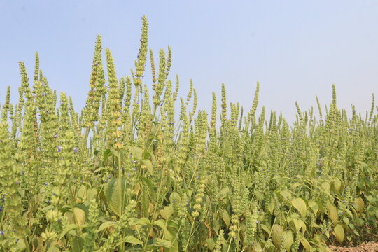 chia, Salvia hispanica plant on farm for harvest
