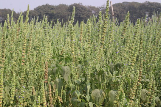 chia, Salvia hispanica plant on farm for harvest